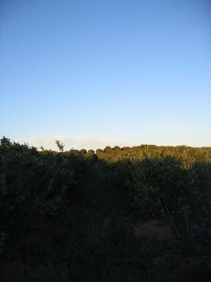 a9